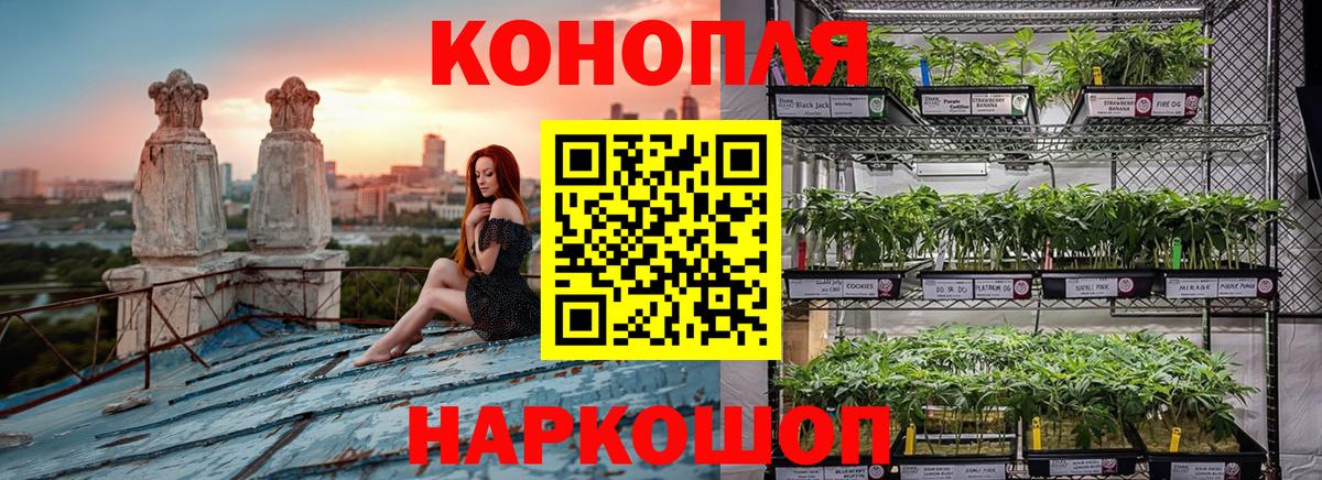 Бошки Шишки AK-47  Вход с VPN  Бошки Шишки SATIVA & INDICA  Конопля план  Каннабис VHQ  Лесной 